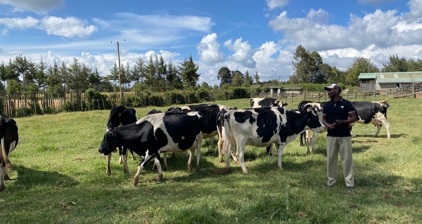 Person stands in a green field with several black and white cows. The sky is blue with white clouds.